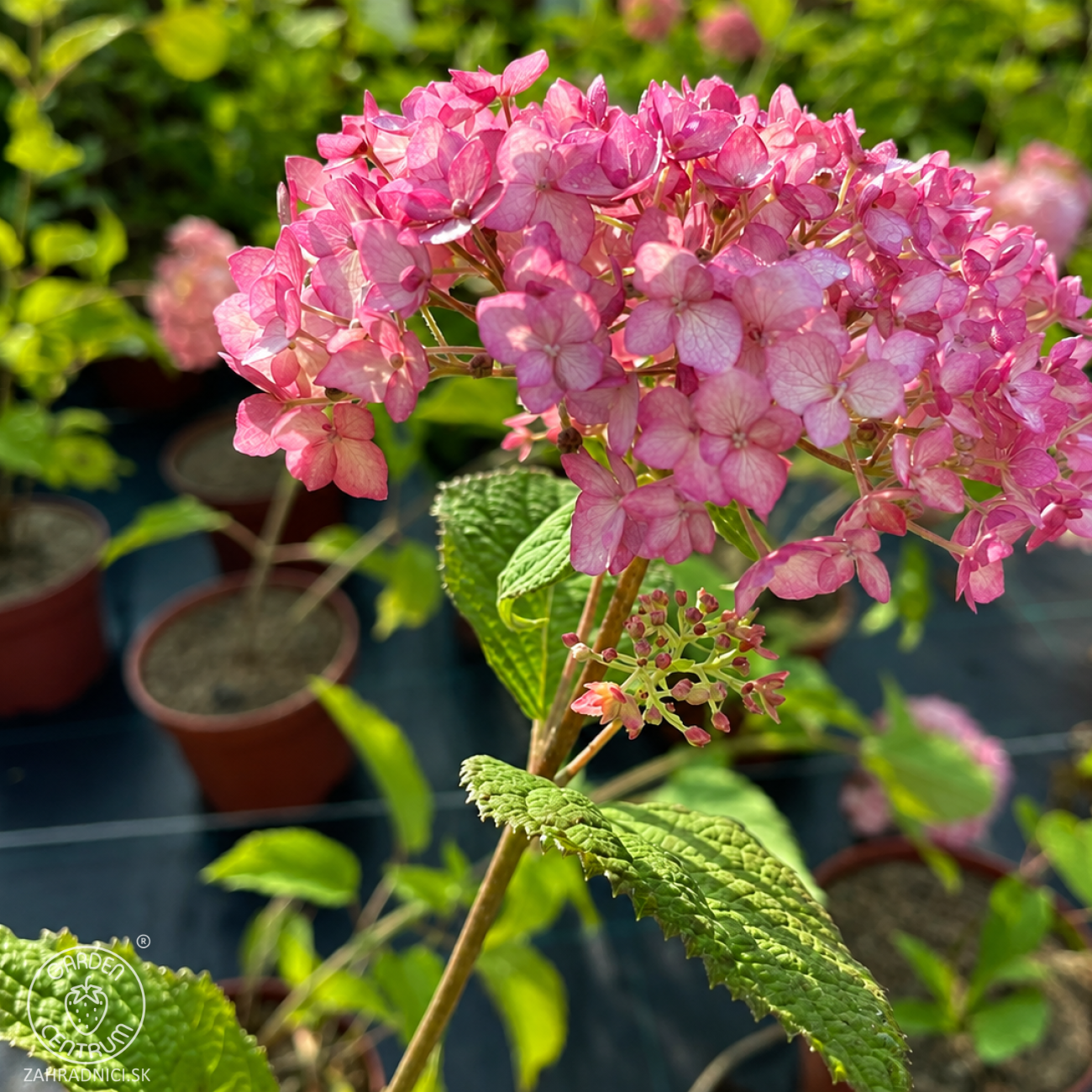 Obrázok Hortenzia stromčekovitá (Hydrangea arborescens) ´CANDYBELLE® BUBBLEGUM´ - výška 50-60 cm, kont. C2L